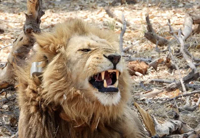 Das Löwenmännchen zeigt seine scharfen Zähne.