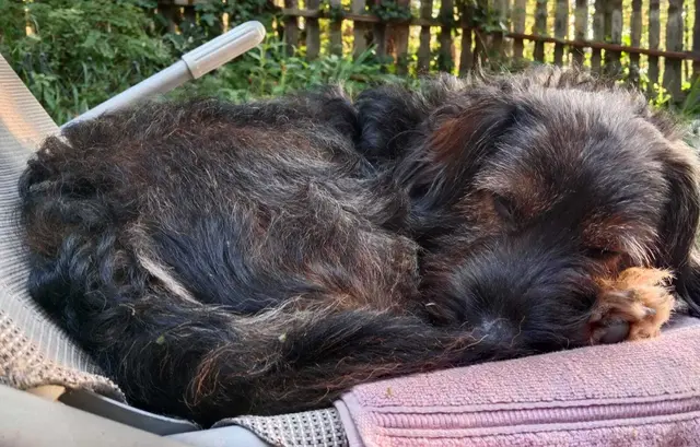 Jakob: Dackelmix, kastriert ,5 Jahre,13 kg, 0680/1153034

Jakob muss sich leider erneut auf der Suche nach einer neuen Familie machen, da er nicht von allen Familienmitgliedern akzeptiert wurde.

Jakob ist grundentspannt, versteht sich gut mit Katzen, anderen Hunden und allen Menschen. Er kuschelt gerne und ist eher der gemütliche Begleiter.  Er liebt Spaziergänge. Bei Waldspaziergängen zeigt er kein Jagdverhalten. Auto fahren und Leine gehen funktioniert. problemlos.

Jakob sucht Menschen, die ihn mit liebevoller Konsequenz ein Zuhause geben, wo er endlich für immer ankommen darf! | Foto: Pfotenhilfe Tulln