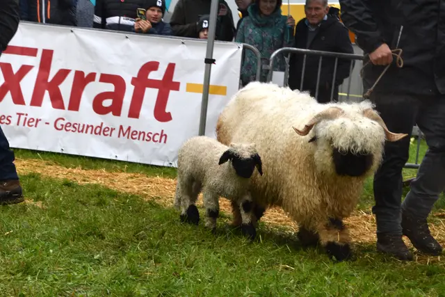 Foto: MeinBezirk/Johanna Bamberger
