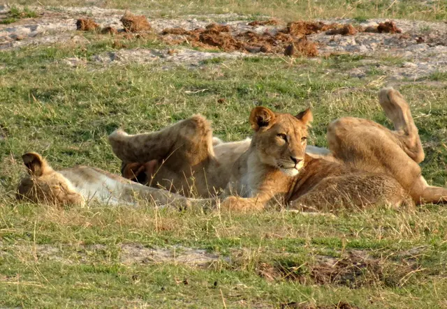 Spielende Löwen im Gras
