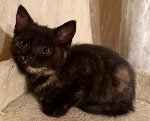 Ashley &amp; Spinelli
Geschlecht: weiblich
Geburtsdatum: Anfang Juli 25
Kontakt: 0676/4178874

Die beiden Schwestern merken mittlerweile das Menschen nicht böse sind, sie trauen sich schon mit der Spielangel spielen, bei Berührungen sind sie anfangs noch ängstlich.

Sie suche gemeinsam oder mit einem ihr Freunde die sie auf ihrer Pflegestelle kennengelernt haben ein Zuhause | Foto: Pfotenhilfe Tulln