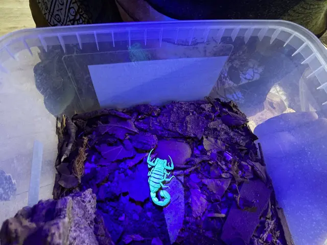 Der giftige Skorpion leuchtet. | Foto: Emanuel Hasenauer