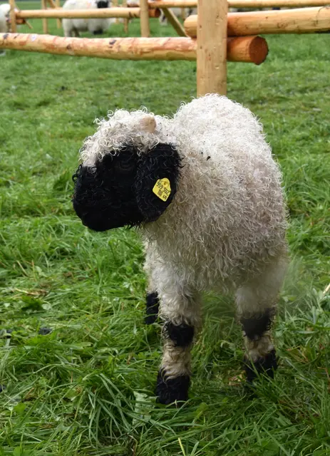 Früh übt sich – unter den ausgewachsenen Tieren fühlte sich dieses drei Wochen alte Lämmchen bereits pudelwohl. | Foto: MeinBezirk/Johanna Bamberger