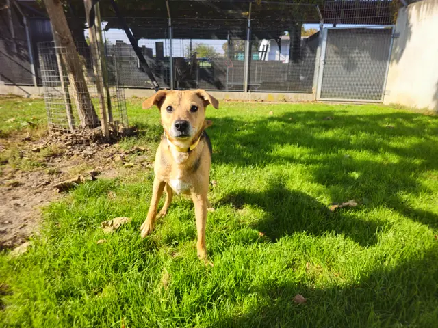 Rex – ein echter Kumpel mit ganz viel Herz. | Foto: Tierheim Linz
