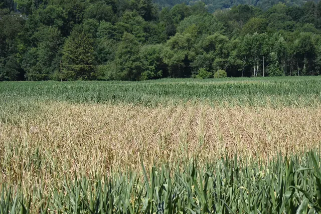 Die extreme Hitze im Juni hat der Maisernte in vielen Regionen Kärntens stark zugesetzt.  | Foto: MeinBezirk.at/Laura Raß