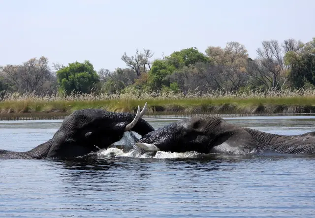 Zwei rivalisierende Elefanten im Okawango-Delta
Foto: Felix Hagenauer