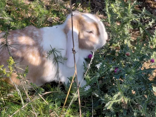 Bussibär mit seiner aufgeweckten und neugierigen Art. | Foto: Tierheim Ternitz