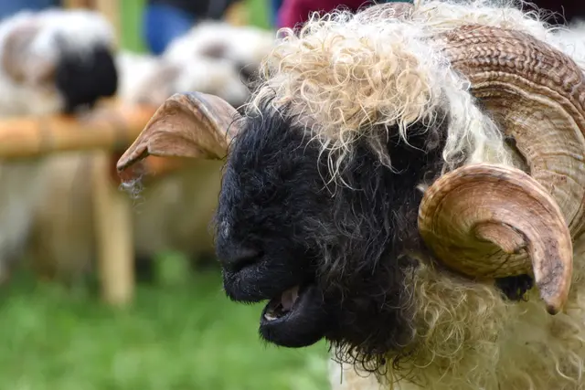 Foto: MeinBezirk/Johanna Bamberger