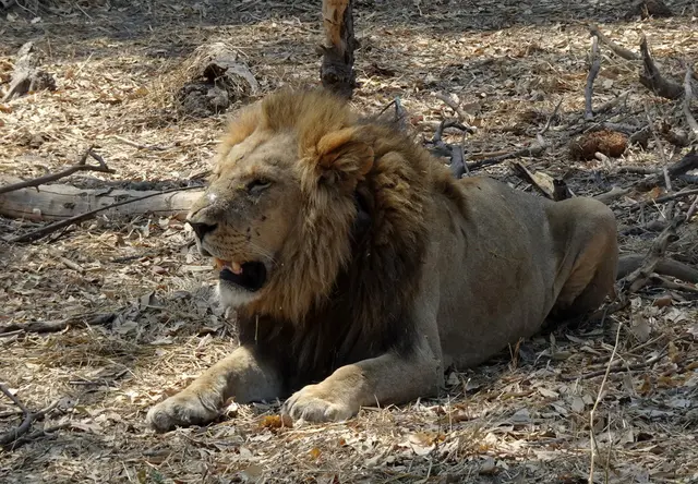 Der kräftige Löwe ruht sich im Schatten eines Baumes aus.