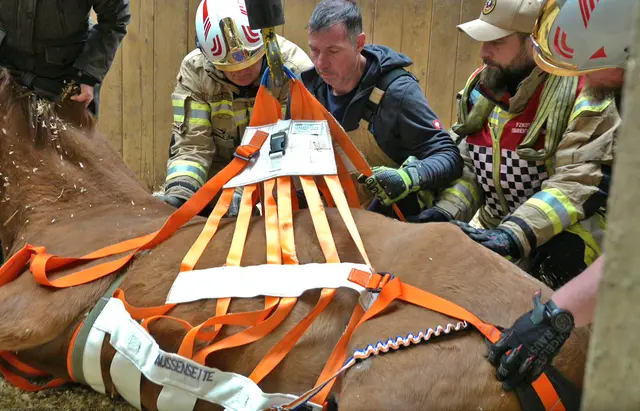 Hebegurte, um das Pferd schonend aufzurichten. | Foto: BFKDO Baden / Stefan Schneider