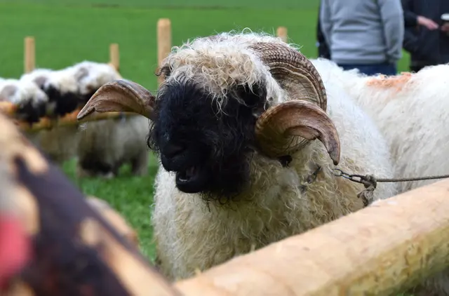 Foto: MeinBezirk/Johanna Bamberger