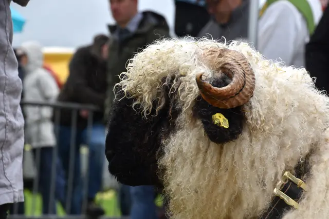 Foto: MeinBezirk/Johanna Bamberger