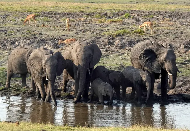 Es ist gerade Trockenzeit: Die Elefanten stillen ihren Durst an einer Wasserstelle.