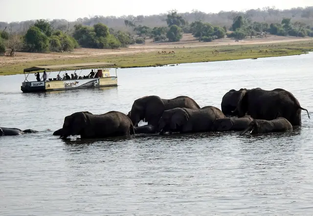 Die Elefanten überqueren den breiten Fluss.