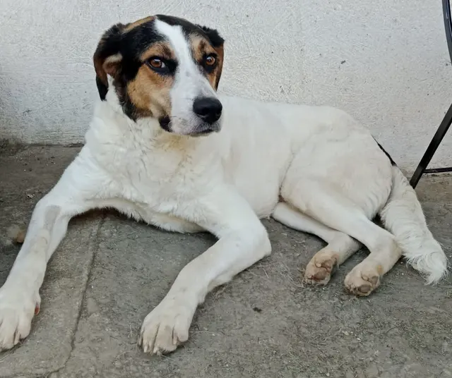 Lisco
Geschlecht:           Rüde
Geburtsdatum:      7.2023
Rasse:                   Mischling
Gewicht:               ca. 18 kg
Kontakt:               0664/ 1276603

Lisco gehörte zu den Hunden, die lange Zeit ohne menschlichen Kontakt weggesperrt in einem Zwinger lebten und nichts von der Außenwelt mitbekamen.

Mit viel Liebe, Zuneigung und Geduld ist Lisco heute soweit, dass er Vertrauen zu seiner Bezugsperson hat und gerne kuschelt.

Der 2 jährige Lisco sucht ein ruhiges zu Hause auf dem Land, wo man Geduld hat und weiterhin mit ihm trainiert. | Foto: Pfotenhilfe Tulln