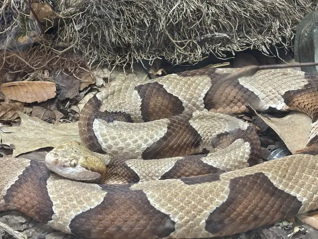 Eines der beliebten Fotomotive in der Welt der Gifte: der giftige Kupferkopf (Viper). | Foto: Emanuel Hasenauer