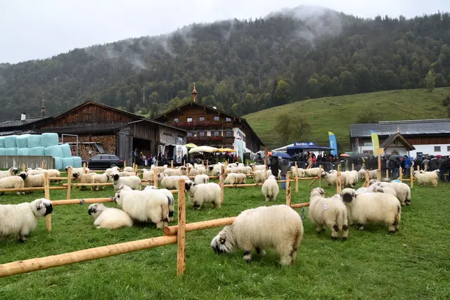 Foto: MeinBezirk/Johanna Bamberger