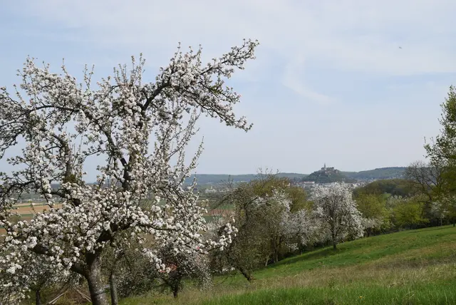 Der Tobajer Kogel liegt rund vier Kilometer von der Burg Güssing entfernt. | Foto: Martin Wurglits