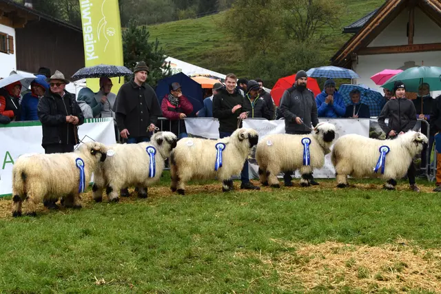 Die Tiere wurden nach äußeren Merkmalen, Beschaffenheit und Volumen der Wolle, Aussehen der Hörner, Statur uvm. beurteilt.  | Foto: MeinBezirk/Johanna Bamberger
