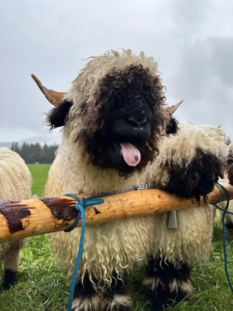 Das Blöken der 180 anwesenden Schafe war schon von Weitem zu hören. | Foto: MeinBezirk/Johanna Bamberger