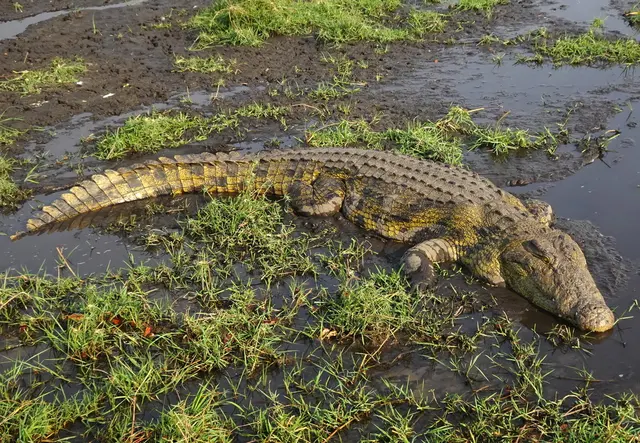 Krokodile im seichten Wasser