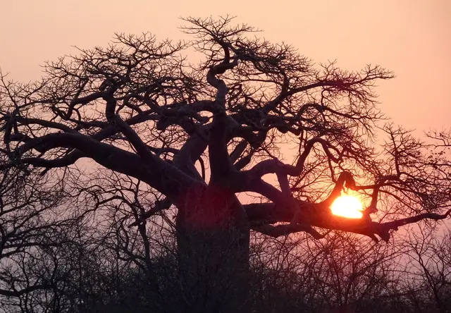 Baobabs mit Sonnenuntergang 