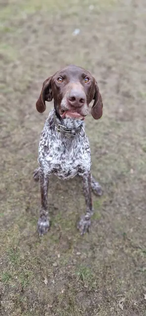 Flecki: Deutsch Kurzhaar, kastriert, geb. 2019, 32 kg, 0664/1276603

Flecki ist ein liebevoller, kastrierter Deutsch Kurzhaar der zu allen Menschen aufgeschlossen ist und jede Streicheleinheit genießt. 

Er versteht sich gut mit anderen Hunden, ist super Leinenführig und kann auch für mehrere Stunden alleine bleiben. 

Lastwagen/Traktoren sind kein Problem genauso wie Radfahrer und Jogger. Bei Hundebegegnungen ist er brav und ignoriert alle Hunde.

Er fährt brav mit dem Auto mit, beherrscht die Grundkommandos wie Sitz, Bleib, Fuß und Hier und trägt problemlos den Maulkorb. 

Flecki kommt gut mit Lärm und dem Straßenverkehr zurecht, sucht aber ein Zuhause in ländlicher Gegend mit Garten da es ihn in der Stadt auf Dauer stressen würde.

Flecki ist ein Hund der sehr schnell aufdreht und sucht daher einen erfahrenen, konsequenten Halter, der ihm klare Regeln und Strukturen vorgibt und ihm die Ruhe geben kann die er benötigt. | Foto: Pfotenhilfe Tulln