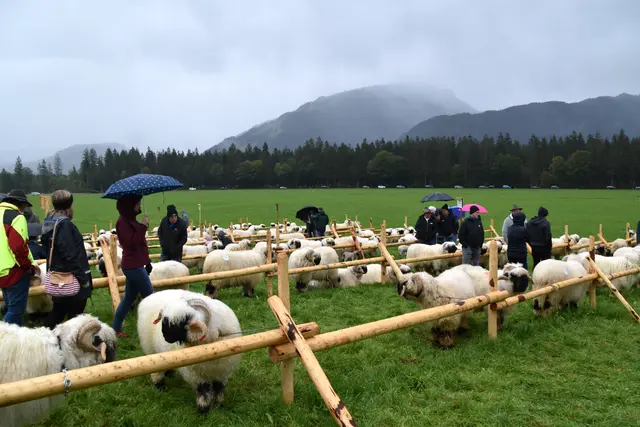 Foto: MeinBezirk/Johanna Bamberger