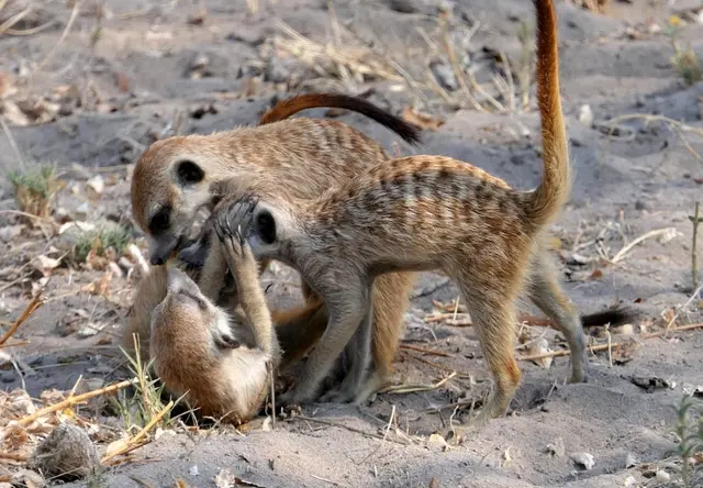 Die Erdmännchen streiten sich um einen Skorpion.
Foto: Tina Hagenauer