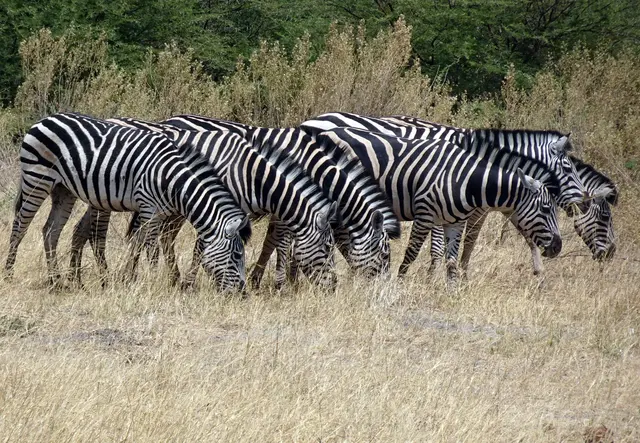 Zebras in Reih und Glied