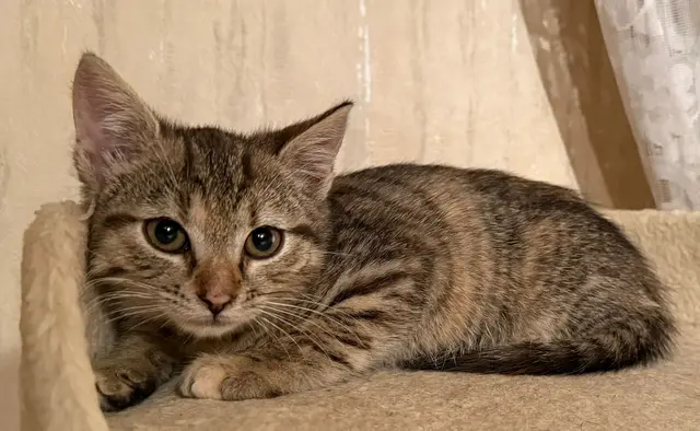 Ashley &amp; Spinelli
Geschlecht: weiblich
Geburtsdatum: Anfang Juli 25
Kontakt: 0676/4178874

Die beiden Schwestern merken mittlerweile das Menschen nicht böse sind, sie trauen sich schon mit der Spielangel spielen, bei Berührungen sind sie anfangs noch ängstlich.

Sie suche gemeinsam oder mit einem ihr Freunde die sie auf ihrer Pflegestelle kennengelernt haben ein Zuhause | Foto: Pfotenhilfe Tulln