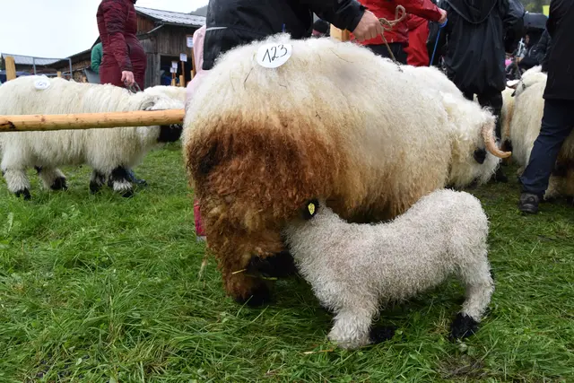 Foto: MeinBezirk/Johanna Bamberger