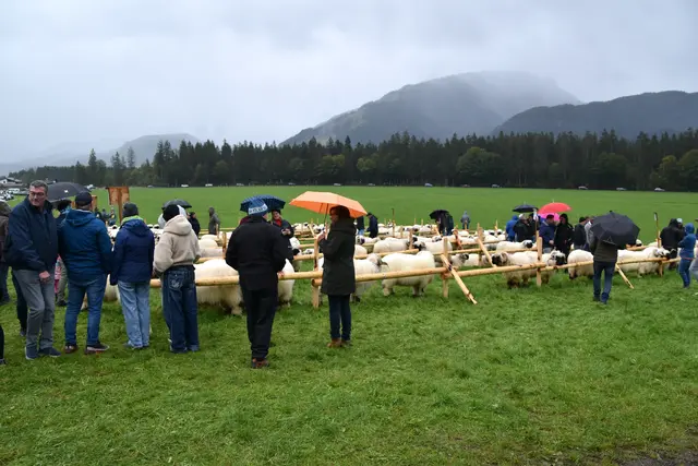 Foto: MeinBezirk/Johanna Bamberger