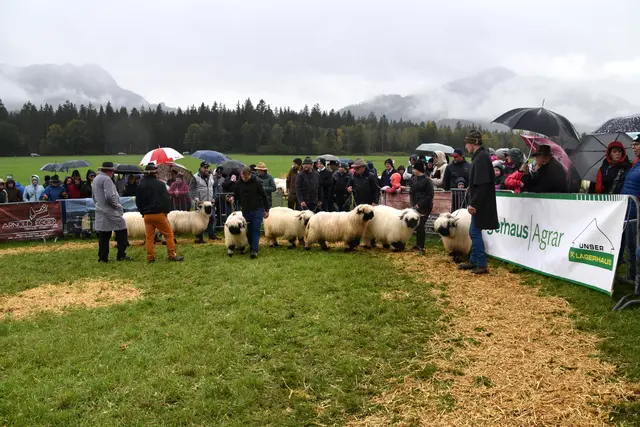 Foto: MeinBezirk/Johanna Bamberger