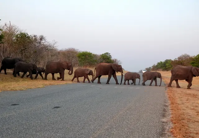 Ein Elefantenkonvoi überquert die Straße.
