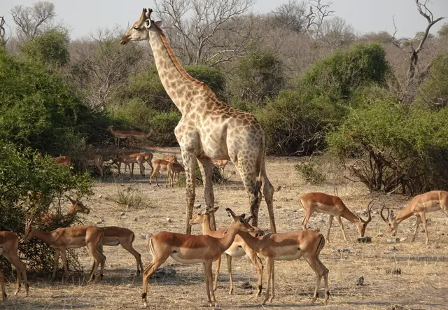 Naturparadies pur! Eine Giraffe mit Impalas