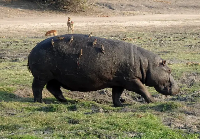 Ein mächtiges Flusspferd trampelt Richtung Wasser.