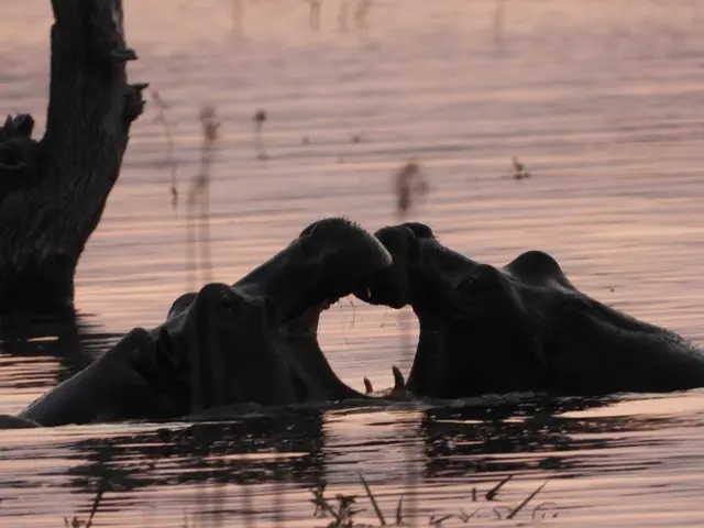 Zwei kämpfende Flusspferde im Abendlicht
Foto: Felix Hagenauer