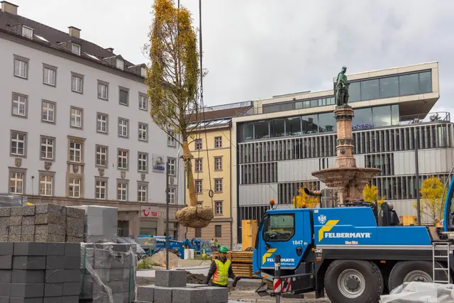 31 neue Gleditschien werden am Platz gepflanzt.  | Foto: © M. Freinhofer