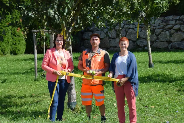 Titelfoto Amstetten/Ybbstal: Auf's gelbe Band achten und gratis Obst genießen, heißt es aktuell in Amstetten. Im Bild: Birgit Kern, Daniel Sieberer und Michaela Pfaffeneder.  | Foto: Stadt Amstetten