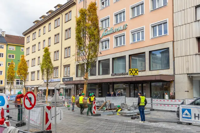 Die rund drei Tonnen schweren Bäume sorgen zukünftig für Begrünung und Schatten am Bozner Platz. | Foto: © M. Freinhofer