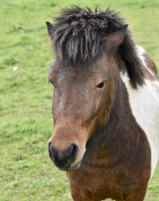 Pony-Vormittags in der Schule (Symbolbild). | Foto: pixabay