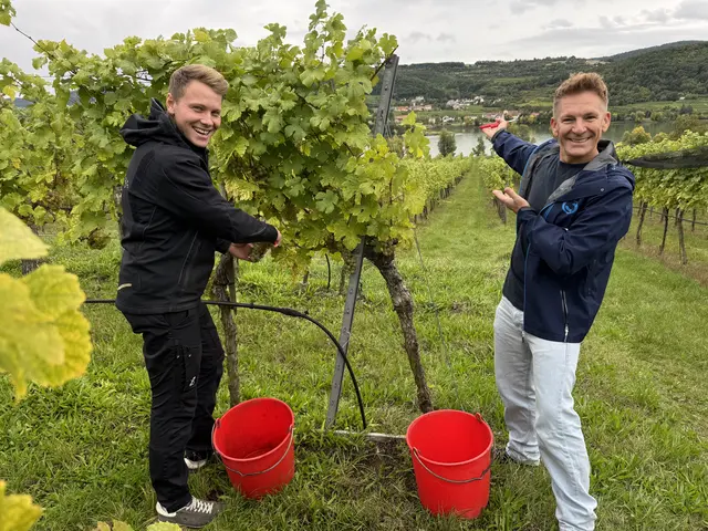 Simon Gattinger und Andi Knoll im Weingarten | Foto: Hitradio Ö3