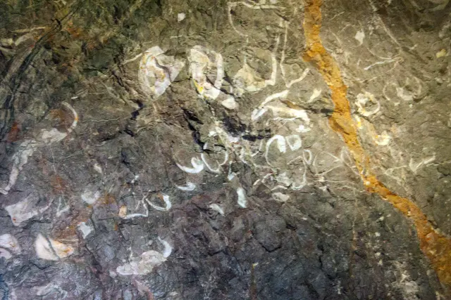 Bild # 2865: versteinerte Muscheln. Siehe Infotafel Bild # 2864. | Foto: © by Ing. Günter Kramarcsik