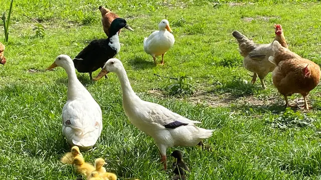 Urlaub in Weitersfeld: Die Idylle am Bauernhof von Denise Devich-Krenz bietet eine tierfreundliche Ferienwohnung mit Naturblick, regionaler Kulinarik und erholsamer Umgebung.   | Foto: Idylle am Bauernhof