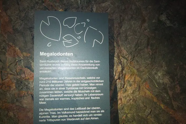 Bild # 2864: versteinerte Muscheln (rund 120 Mio. Jahren) | Foto: © by Ing. Günter Kramarcsik