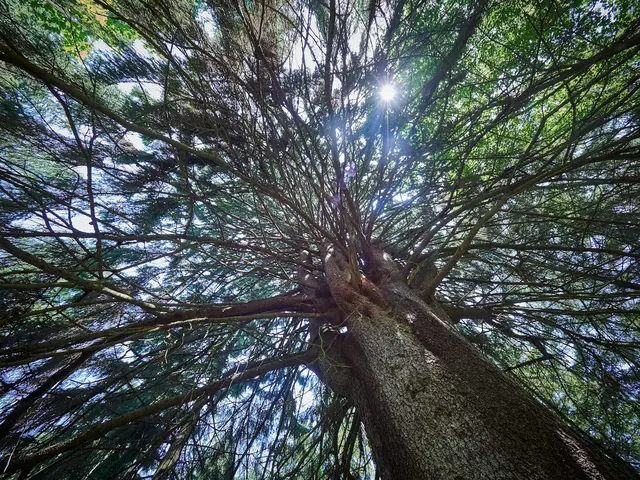 Die größte Fichte des Waldviertels ist über 36 Meter hoch, die Krone hat einen Durchmesser
von 17 Metern  | Foto: TDW
