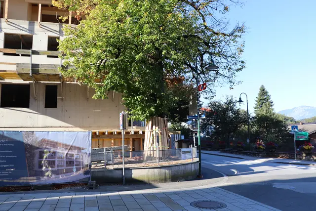 Die Jubiläumslinde soll für einen breiteren Gehsteig ausgetauscht werden. Ob das möglich ist, entscheidet jetzt ein Gericht. | Foto: Christiane Nimpf