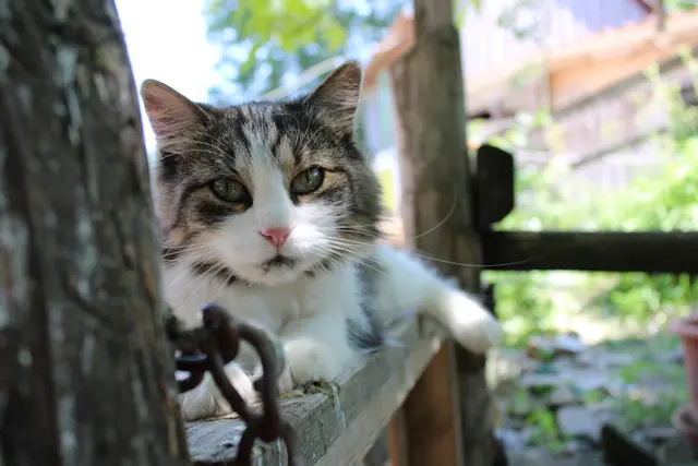 Hier können sich die Tiere frei am Hof bewegen | Foto: Tierschutzverein Leben Lassen