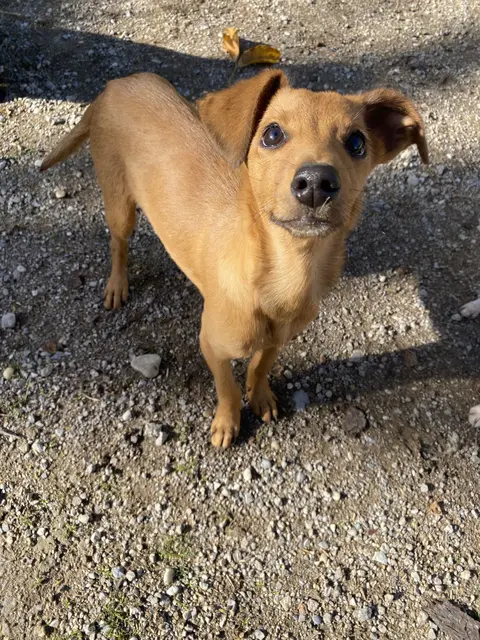 Heute ist Pumi wieder voller Lebensenergie | Foto: Tierschutzverein Leben Lassen